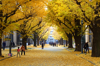 東京大学本郷キャンパス写真